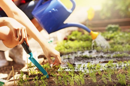 Hedge trimming service in Westminster