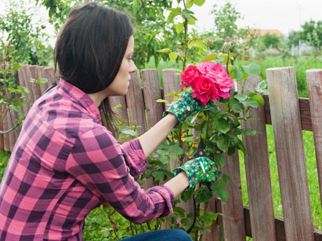 A woman with dark hair wearing a pink and purple checkered shirt and patterned gardening gloves is pruning a vibrant pink rose bush in a well-maintained garden. The garden features a wooden fence made of vertical planks bordering a lawn with dense, green grass and a variety of leafy plants and shrubs. In the background, there are trees with fresh green foliage and a cloudy sky, suggesting a mild weather day. The scene is well-lit with natural daylight, highlighting the lush plant life and the colorful blooms. This outdoor space appears to be part of a residential property in Westminster, designed for gardening and outdoor maintenance activities, aligning with professional gardening services provided by Hedge Trimming Westminster.