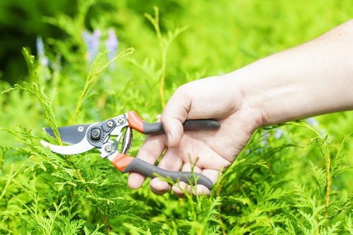 Close-up of hedge trimming tools and cuttings in urban garden